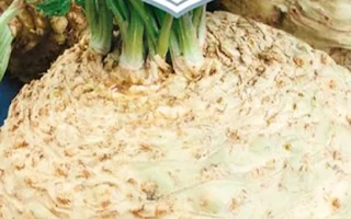 Семена сельдерея сорта Королевская Ночь на упаковке