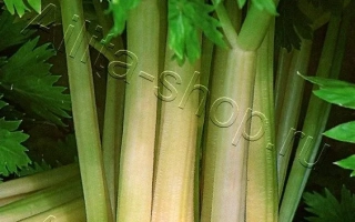 Пакет семян сельдерея Королевский