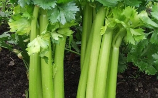 Свежий сельдерей Красиловский на грядке