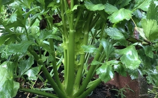 Свежий сельдерей в земле - МОНТЕРЕЙ