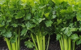 Свежий сельдерей на грядке - Нежный