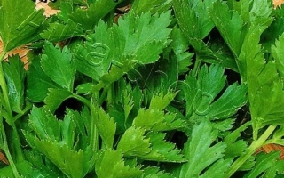 Пакет семян сельдерея листового Парус