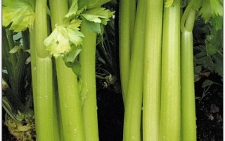 Семена сельдерея Паскаль на упаковке