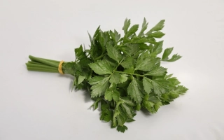 Свежий сельдерей на белом фоне - ПОТЕНЦИАЛ