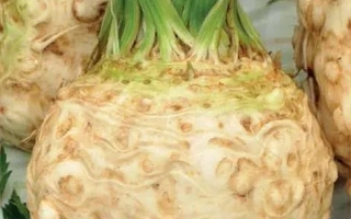 Пакет семян сельдерея Силач