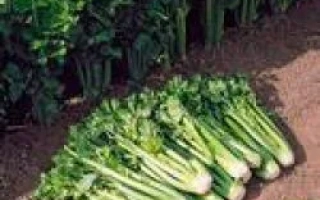 Свежий сельдерей на земле рядом с грядкой - Танго