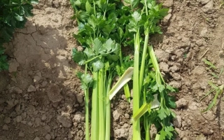 Свежий сельдерей на земле - ТЕДЖАЛ