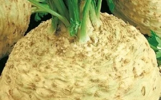 Пакет семян сельдерея корневого ЮДИНКА