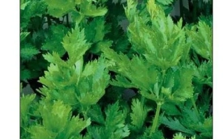 Пакет семян сельдерея листовой ЗАХАР