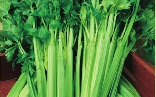 Пакет семян сельдерея черешкового Жених