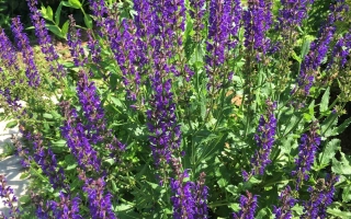 Крымский Поздний