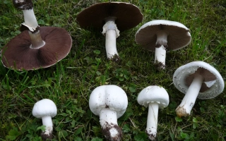 Евромицель Е25