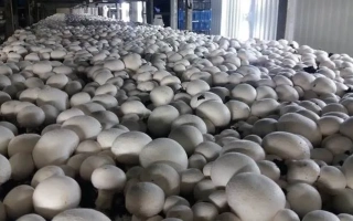 Евромицель Е55