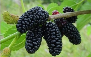 Королевская