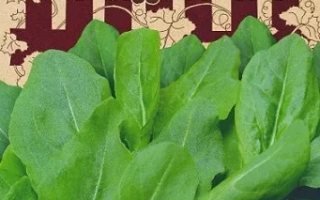 Пакет семян Щавель Изумрудный Ковёр - ИЗУМРУДНЫЙ КОВЕР