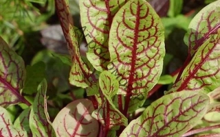 Щавель с красными узорами на листьях - КРАСНЫЕ УЗОРЫ