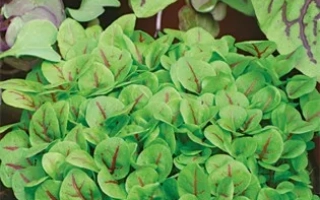 Семена щавеля Сангвиник в упаковке