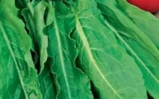 Пакет семян щавеля ТРАПЕЗА с изображением листьев и логотипом