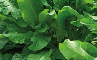 Пакет семян Щавель Вегетарианец