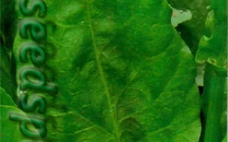 Пакет семян щавеля Высокогорный с изображением листьев