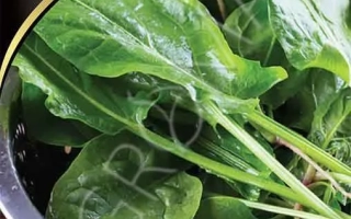 Пакет семян щавеля «ЗИМНИЙ ЗАПАС» с изображением листьев