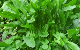 Зеленые листья щавеля на грядке - ЗОДЧИЙ