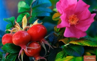 Днипровский рубин