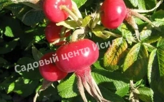 Мичуринский Юбилейный