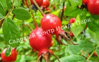 Огни Самары