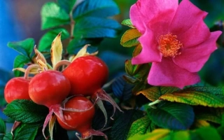 Рубиновий Дар