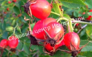 Василий Иванович