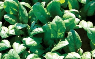 Свежие листья шпината на грядке - Acadia