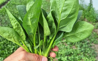 Рука держит свежий шпинат на фоне грядок - АККОРДИОН