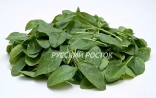 Свежий шпинат с надписью Русский росток - Anatase