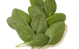 Свежий шпинат сорта Андромеда