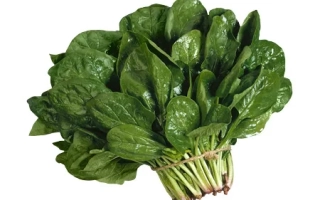 Свежий шпинат в пучке - Аполло