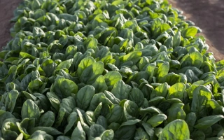 Ряды молодого шпината на гряде - Bilby