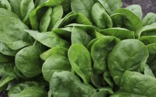 Свежий шпинат на темном фоне - Blobfish