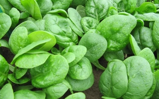 Свежие листья шпината на земле - Carrera