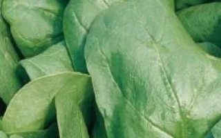 Свежие листья шпината - Чита РЦ