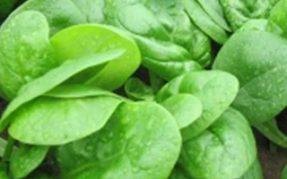 Свежие листья шпината на земле - Cougar