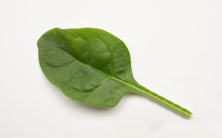 Один лист шпината на белом фоне - Crosstrek