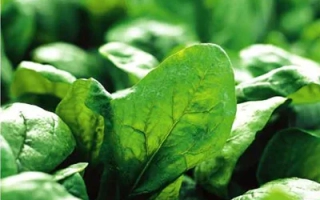 Свежие листья шпината на зелёном фоне - Эль Форте