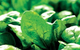 Зеленые листья шпината на фоне - El Forte F1