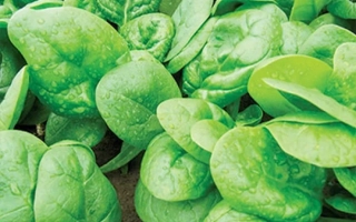 Свежие листья шпината на земле - Gnu