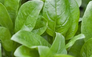 Свежие листья шпината на фоне грядки - ГРИНВУД