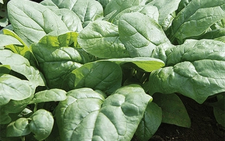 Свежий шпинат в поле - ХАДСОН