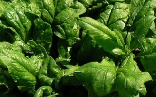 Свежие листья шпината на темном фоне - ХАЙДРУС