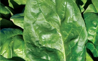 Свежие листья шпината - Hudson