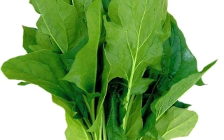 Свежий шпинат на белом фоне - Инка
